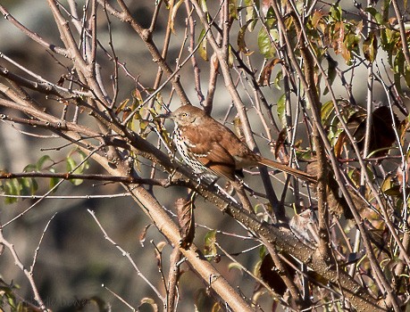 Brown Thrasher - ML123920431