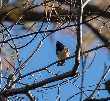 Eastern Towhee - ML123920491