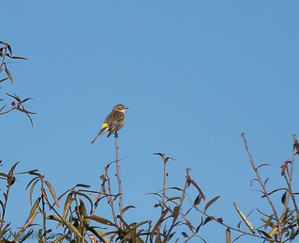 Yellow-rumped Warbler (Myrtle) - ML123920501