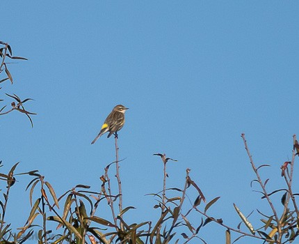 キヅタアメリカムシクイ（coronata） - ML123920501