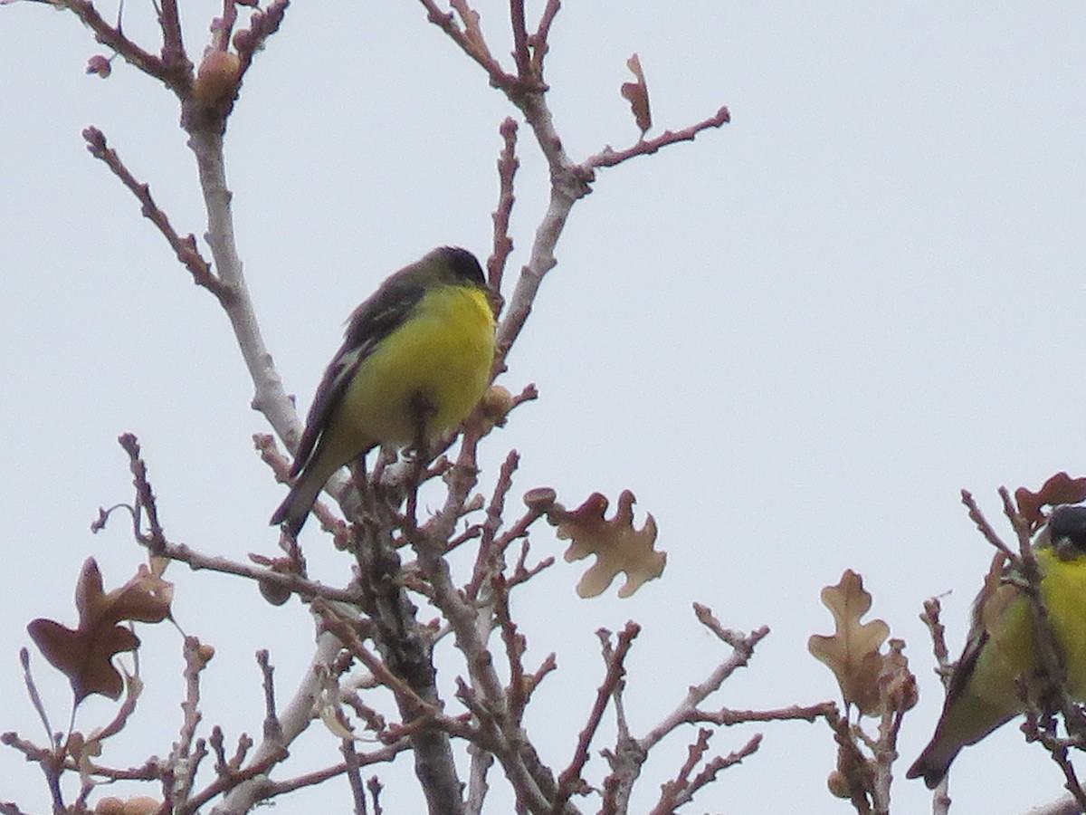 Lesser Goldfinch - ML123920961