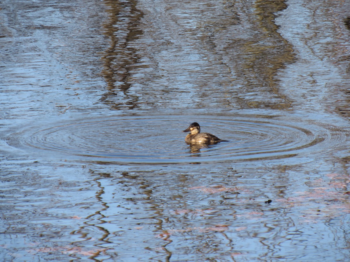 Ruddy Duck - ML123922601