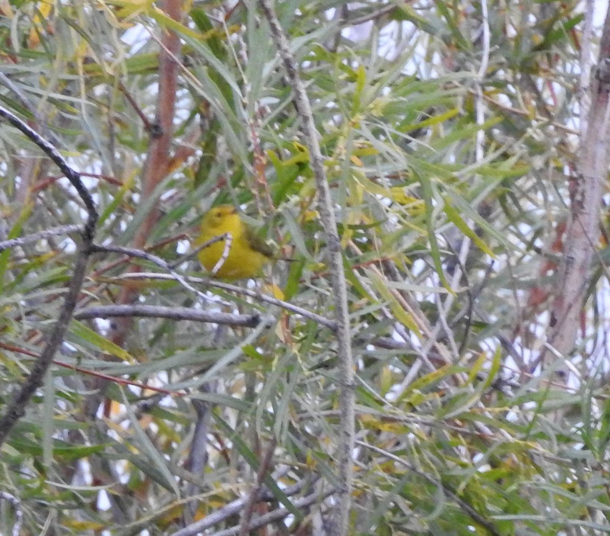 Wilson's Warbler - ML123922641