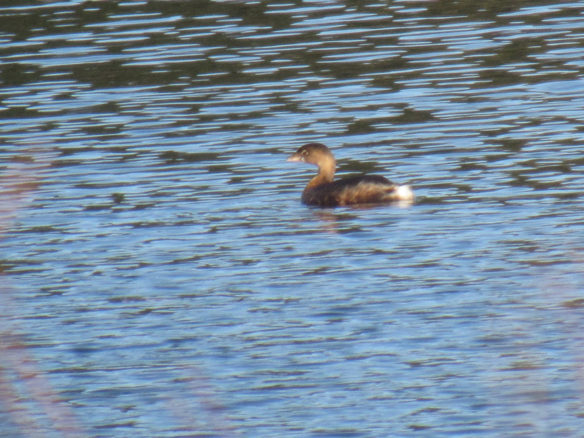 Pied-billed Grebe - ML123922721