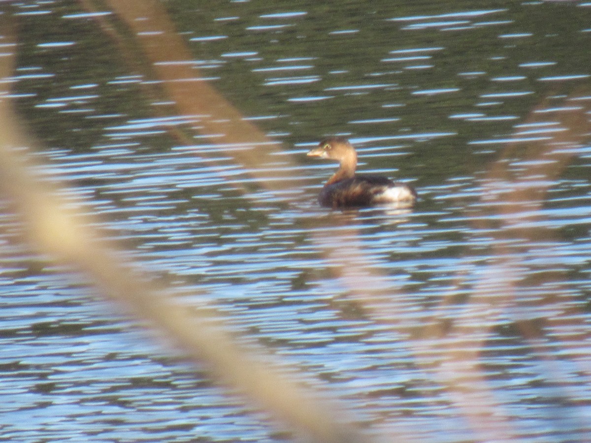 Pied-billed Grebe - ML123922731