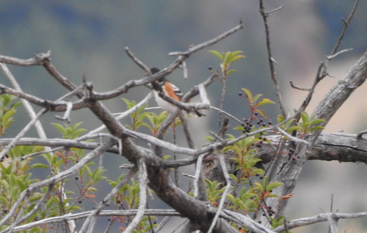 Spotted Towhee - ML123923131