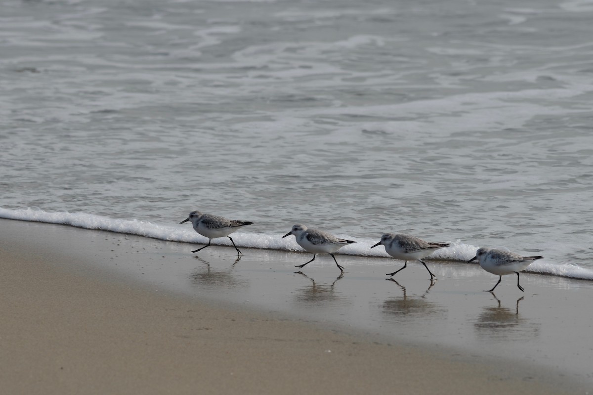 Bécasseau sanderling - ML123925751