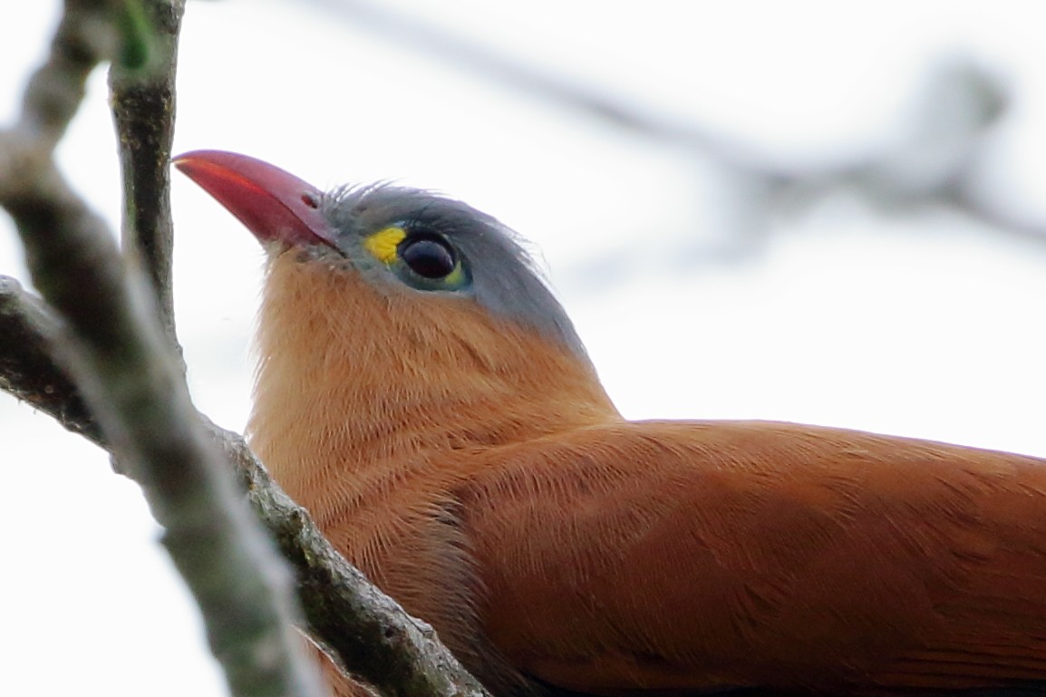 Black-bellied Cuckoo - ML123928411