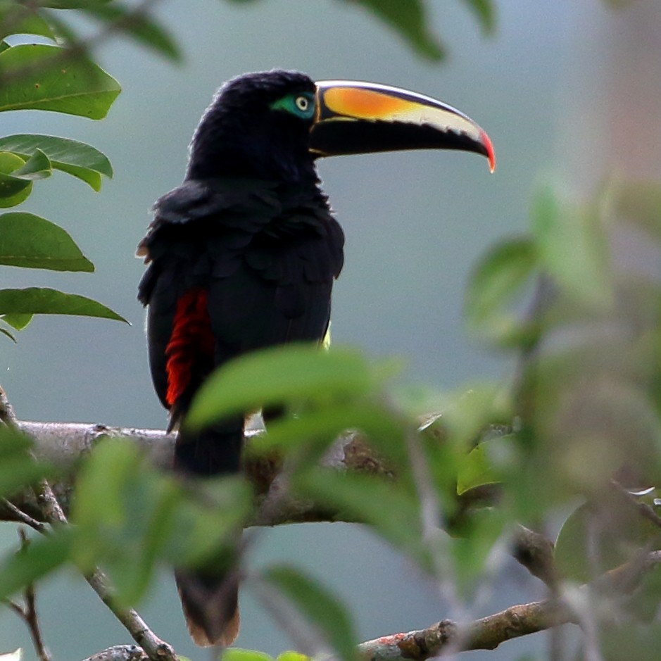 Many-banded Aracari - David Bird