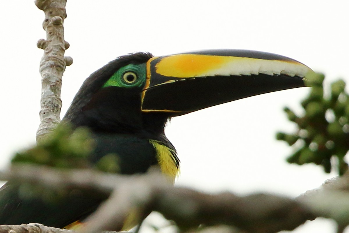 Many-banded Aracari - David Bird