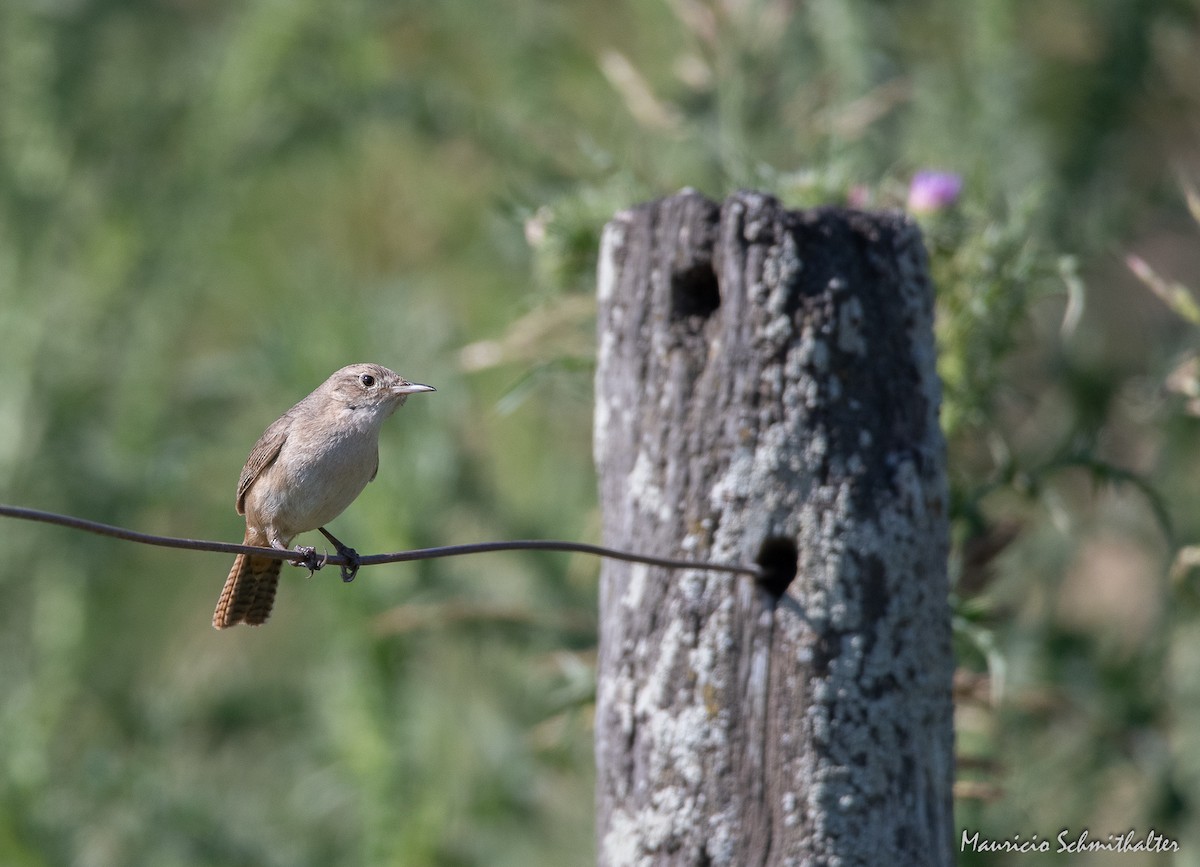 House Wren - Mauricio Schmithalter