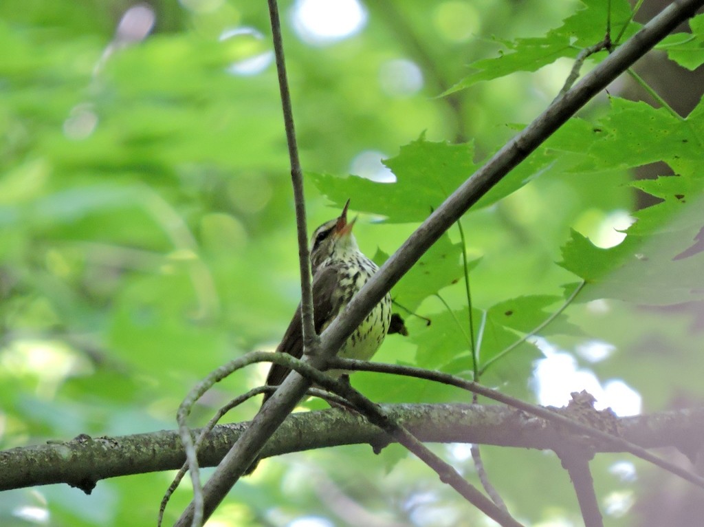 Northern Waterthrush - ML123932891