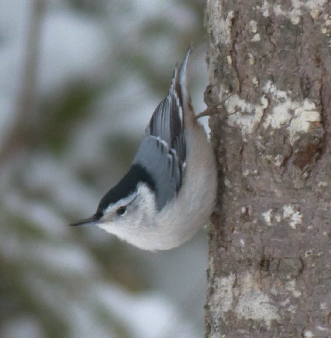 White-breasted Nuthatch - Alain Sylvain