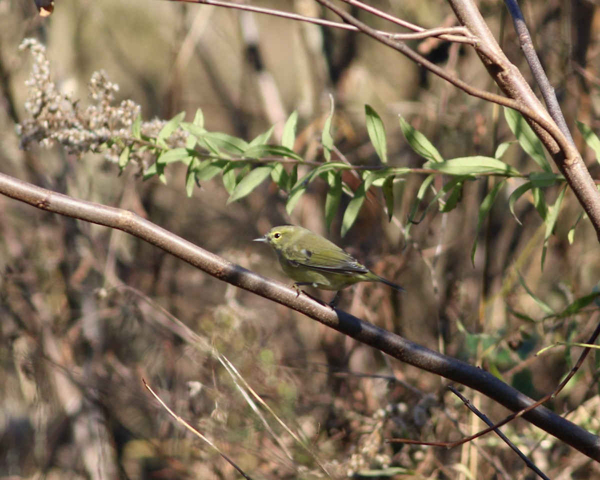 Orange-crowned Warbler - Jamie Harmon