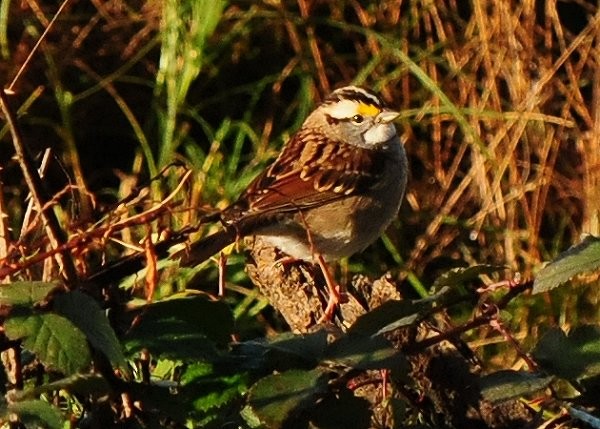 White-throated Sparrow - ML123936551