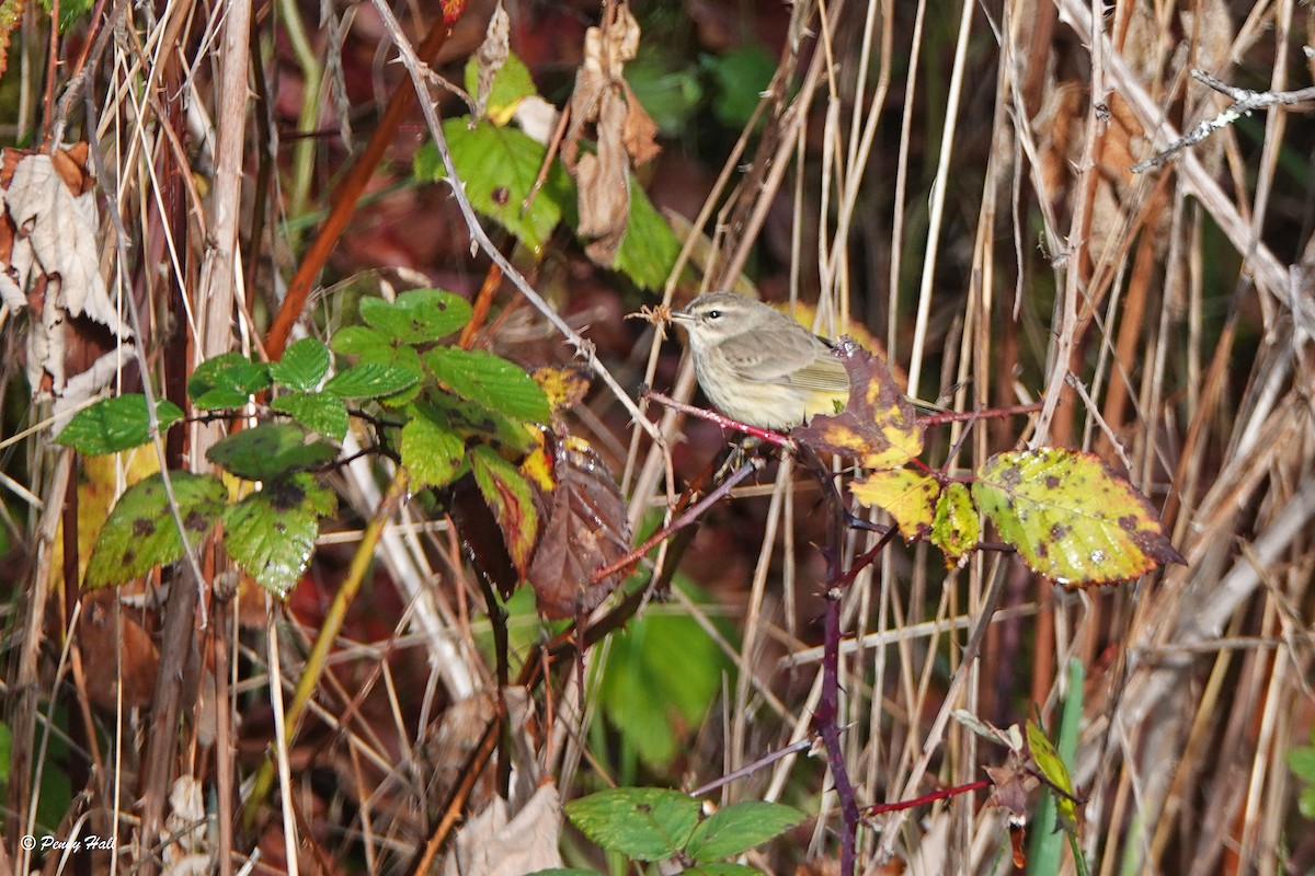 Palm Warbler - ML123937791