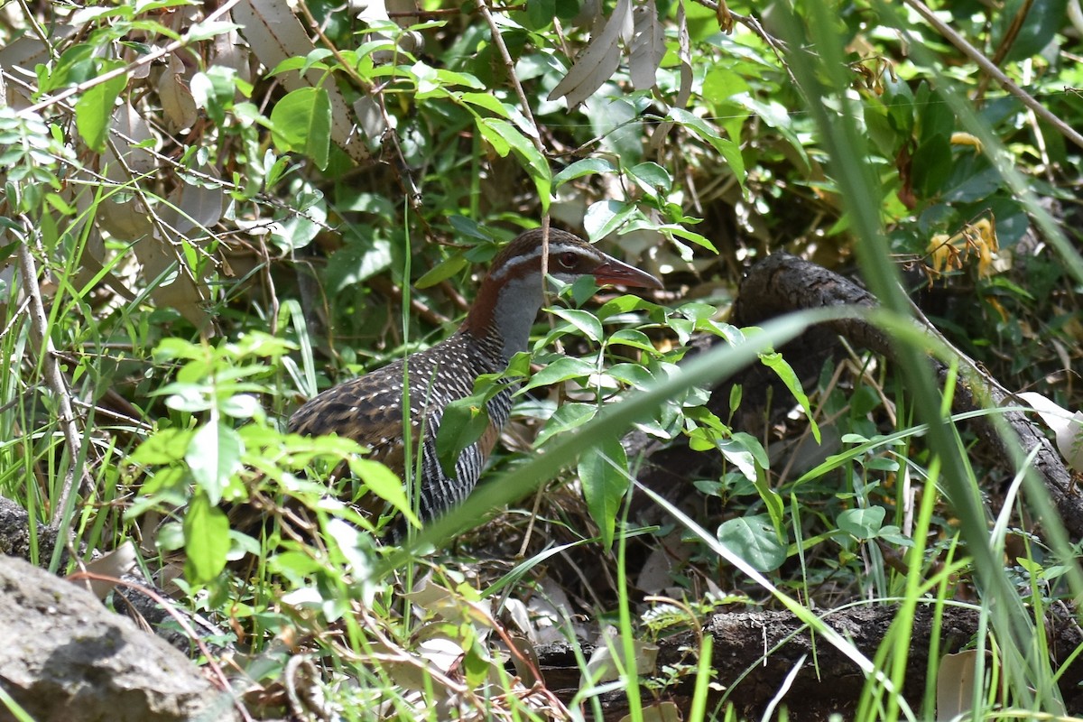 Buff-banded Rail - ML123937891