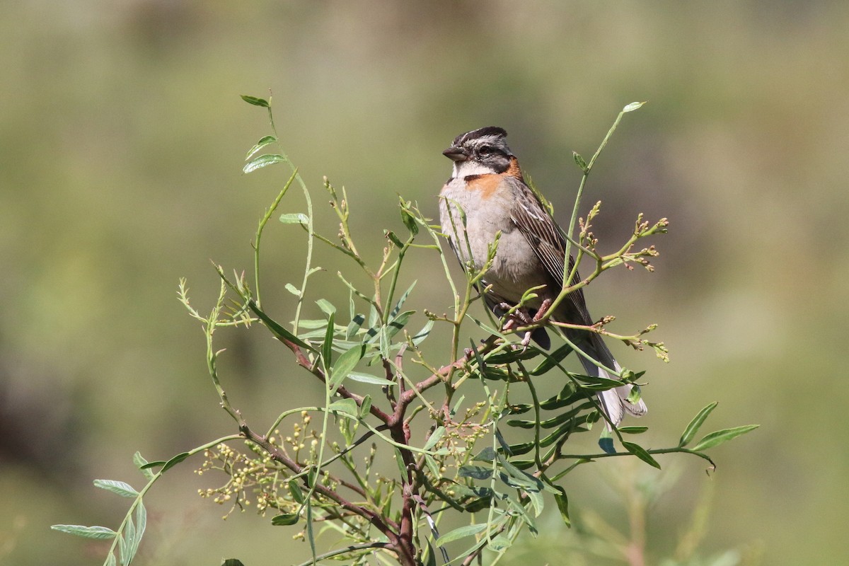 Rufous-collared Sparrow - Nick  Kontonicolas