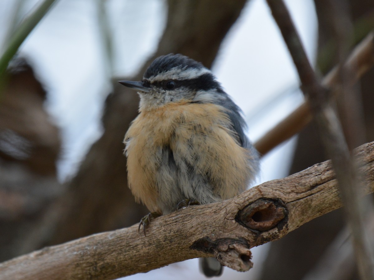 Red-breasted Nuthatch - Sebastian Jones