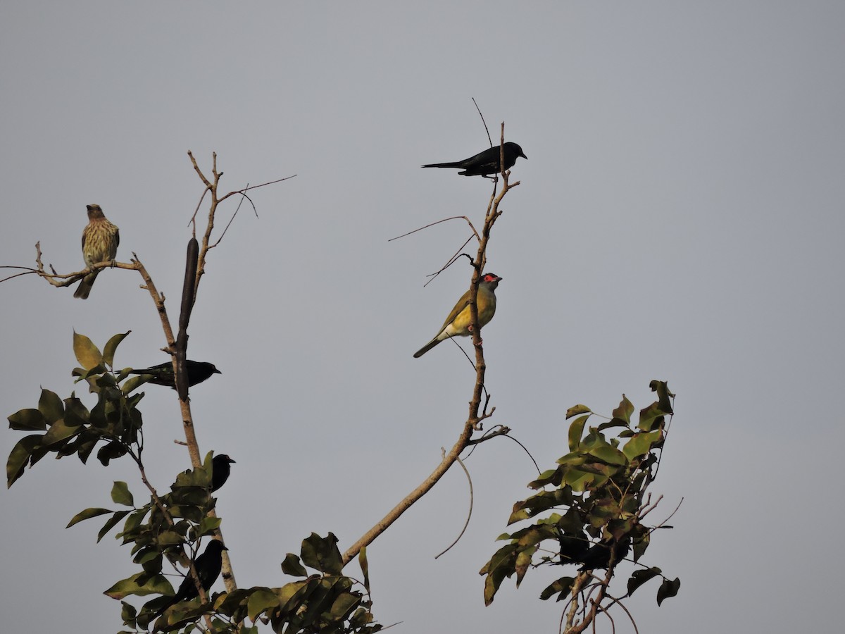 Australasian Figbird - ML123940721