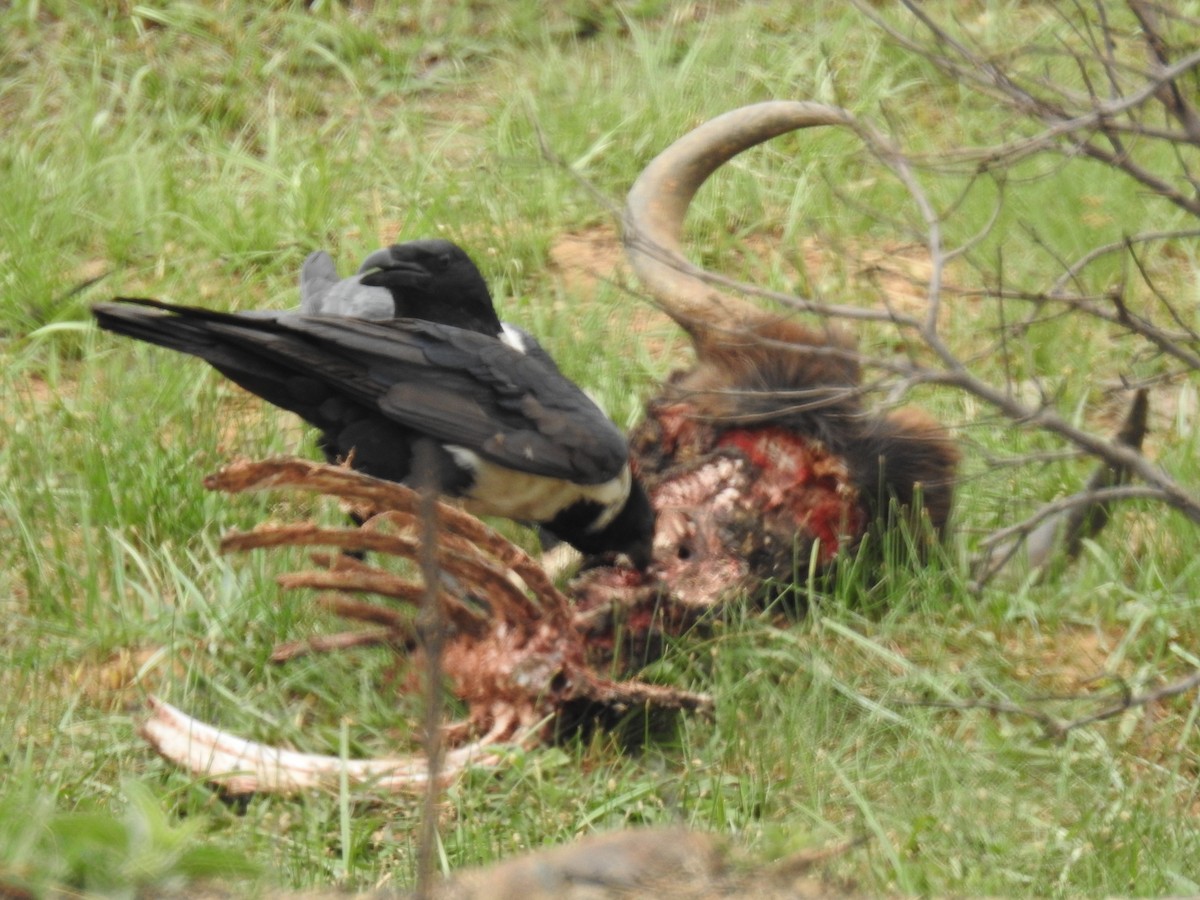 Pied Crow - ML123941361