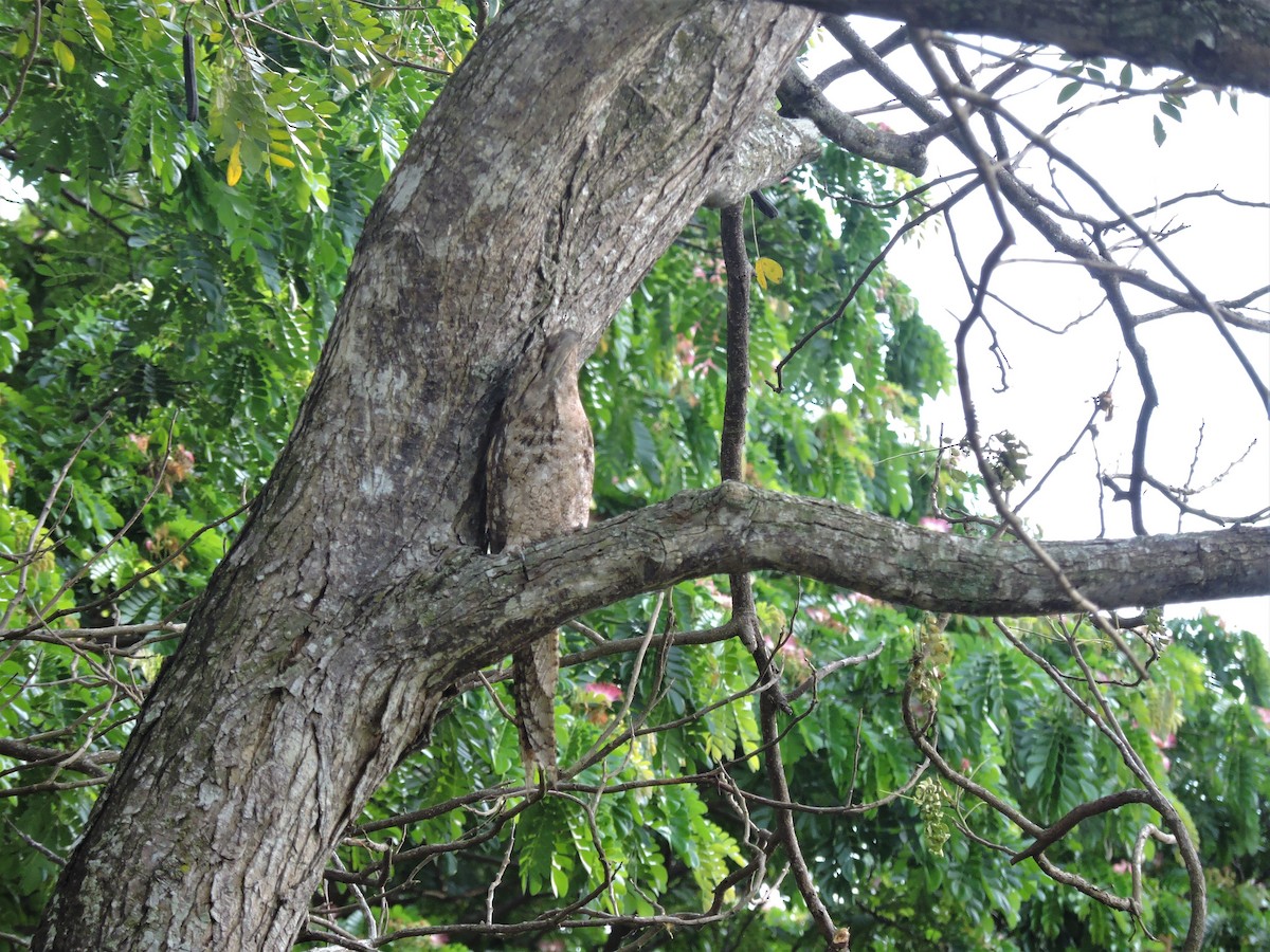 Papuan Frogmouth - Ricki Ravitts