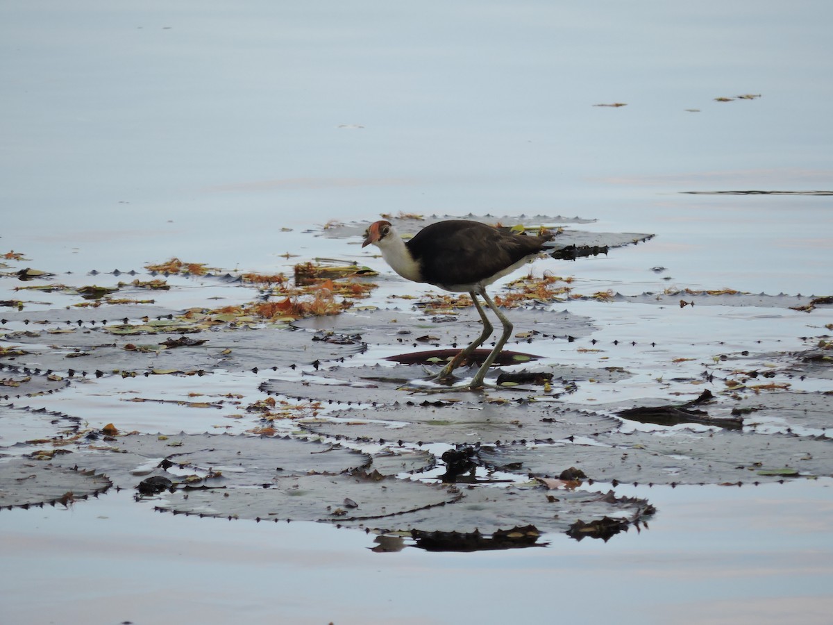 Jacana à crête - ML123942491