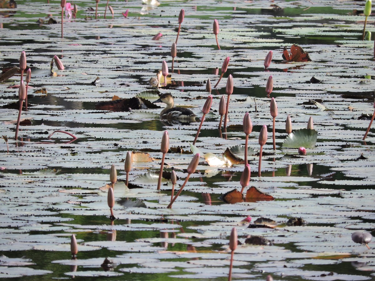 Dendrocygne à lunules - ML123942601