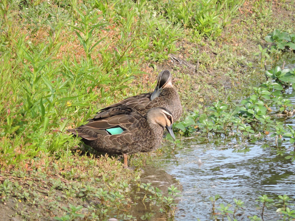 Canard à sourcils - ML123942881