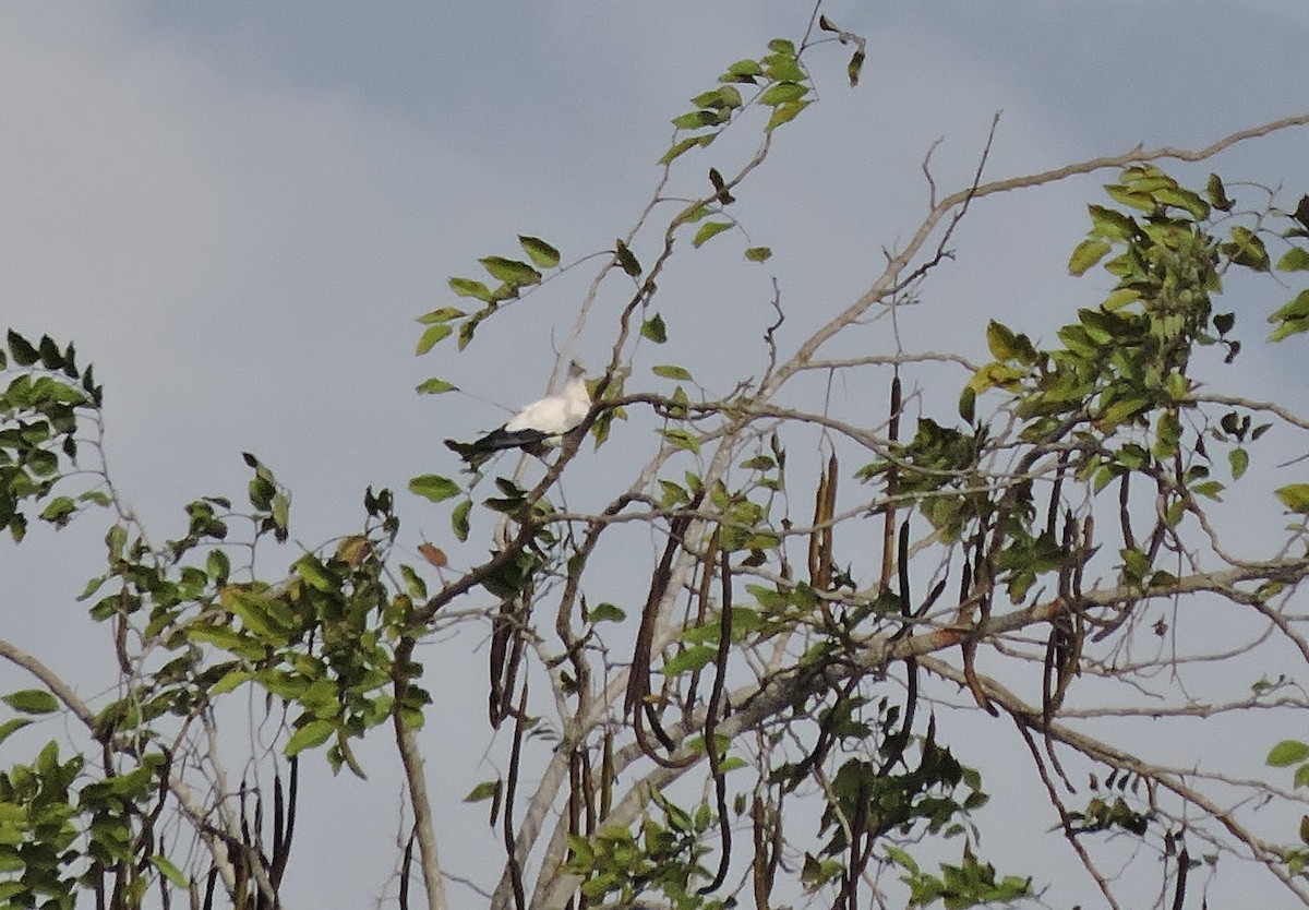 Torresian Imperial-Pigeon - ML123944471