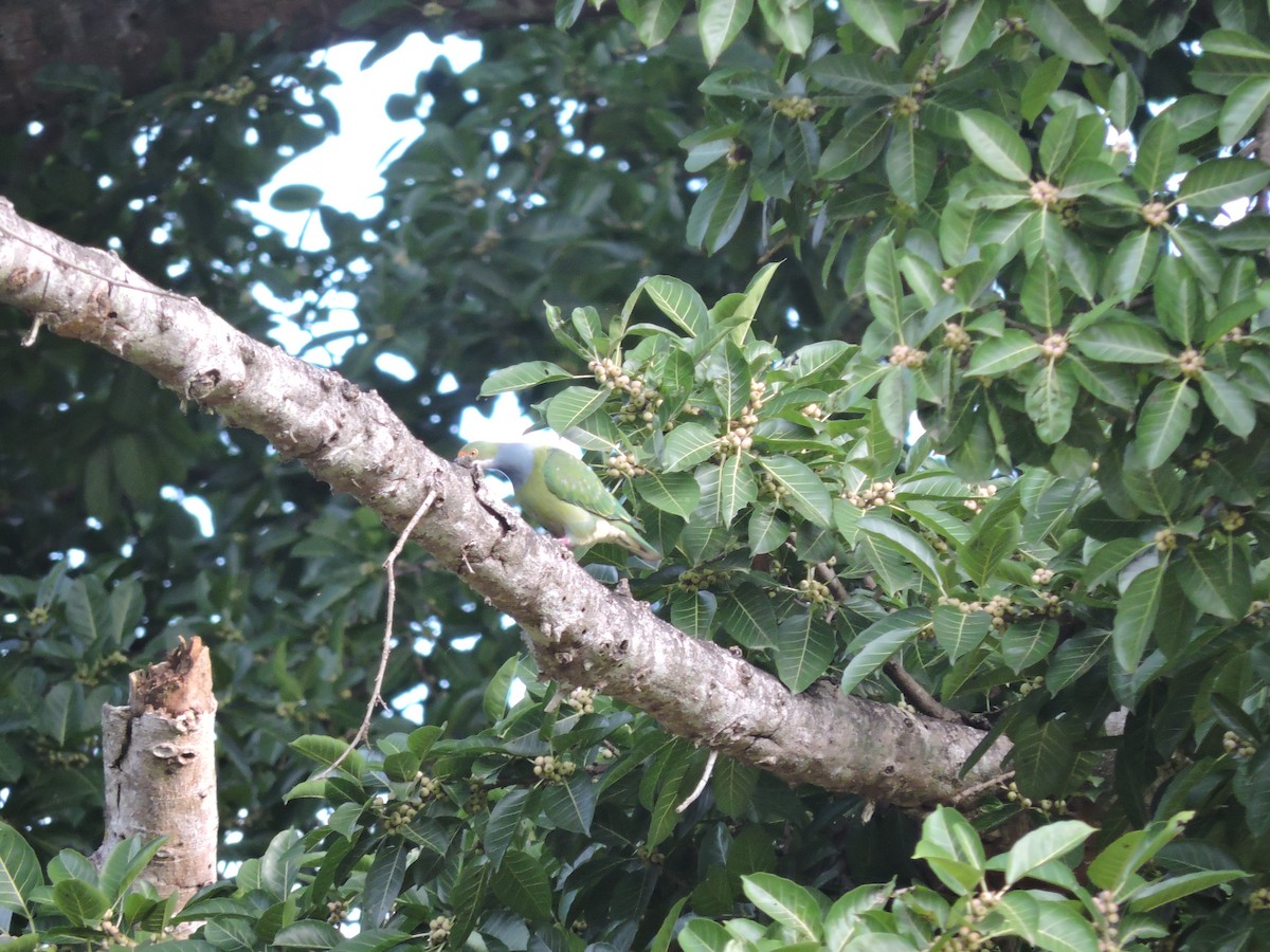 Orange-fronted Fruit-Dove - ML123945081