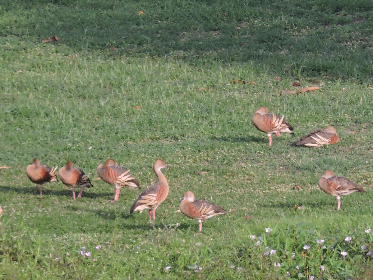 Plumed Whistling-Duck - Ricki Ravitts