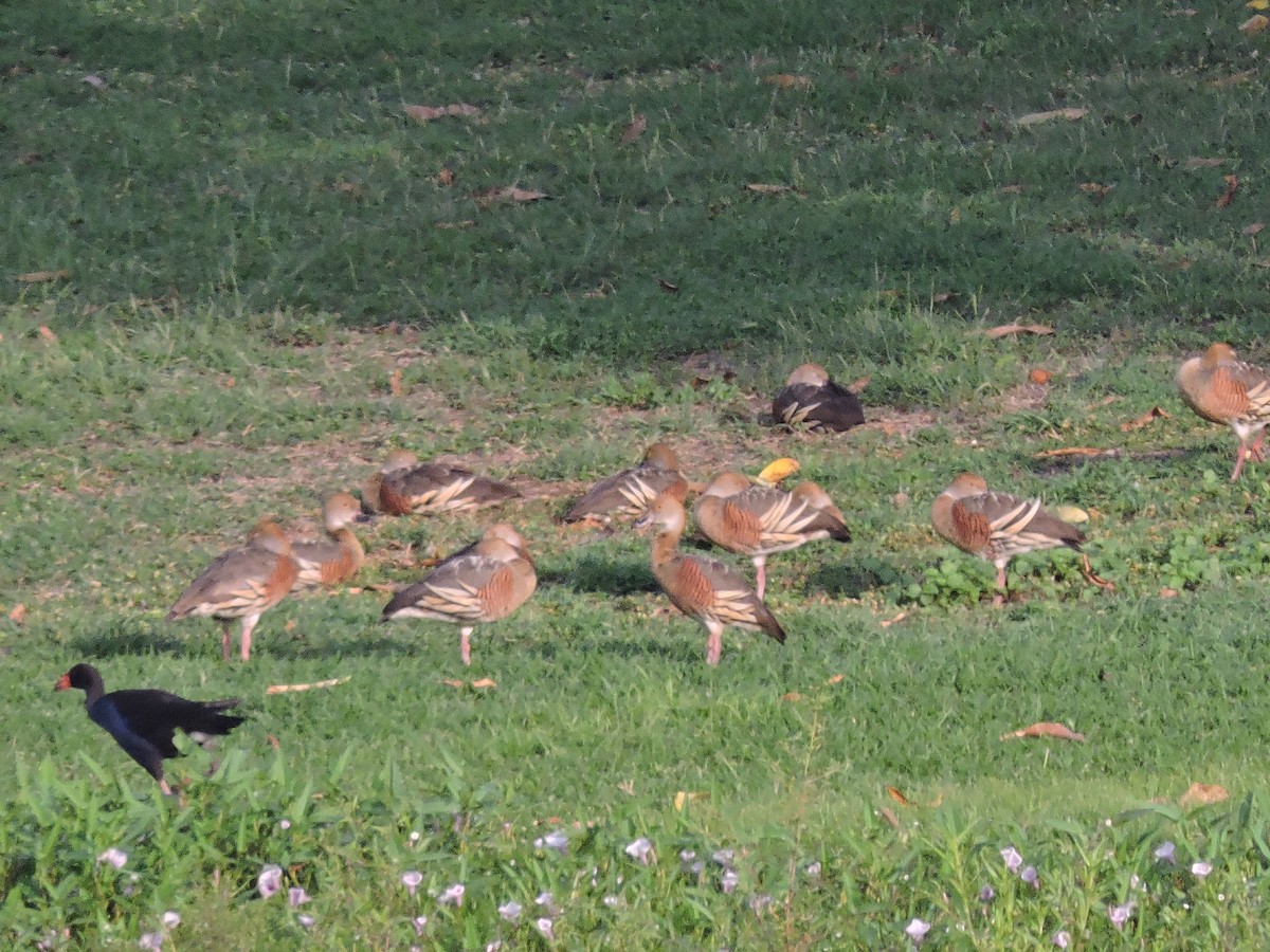 Plumed Whistling-Duck - ML123945361