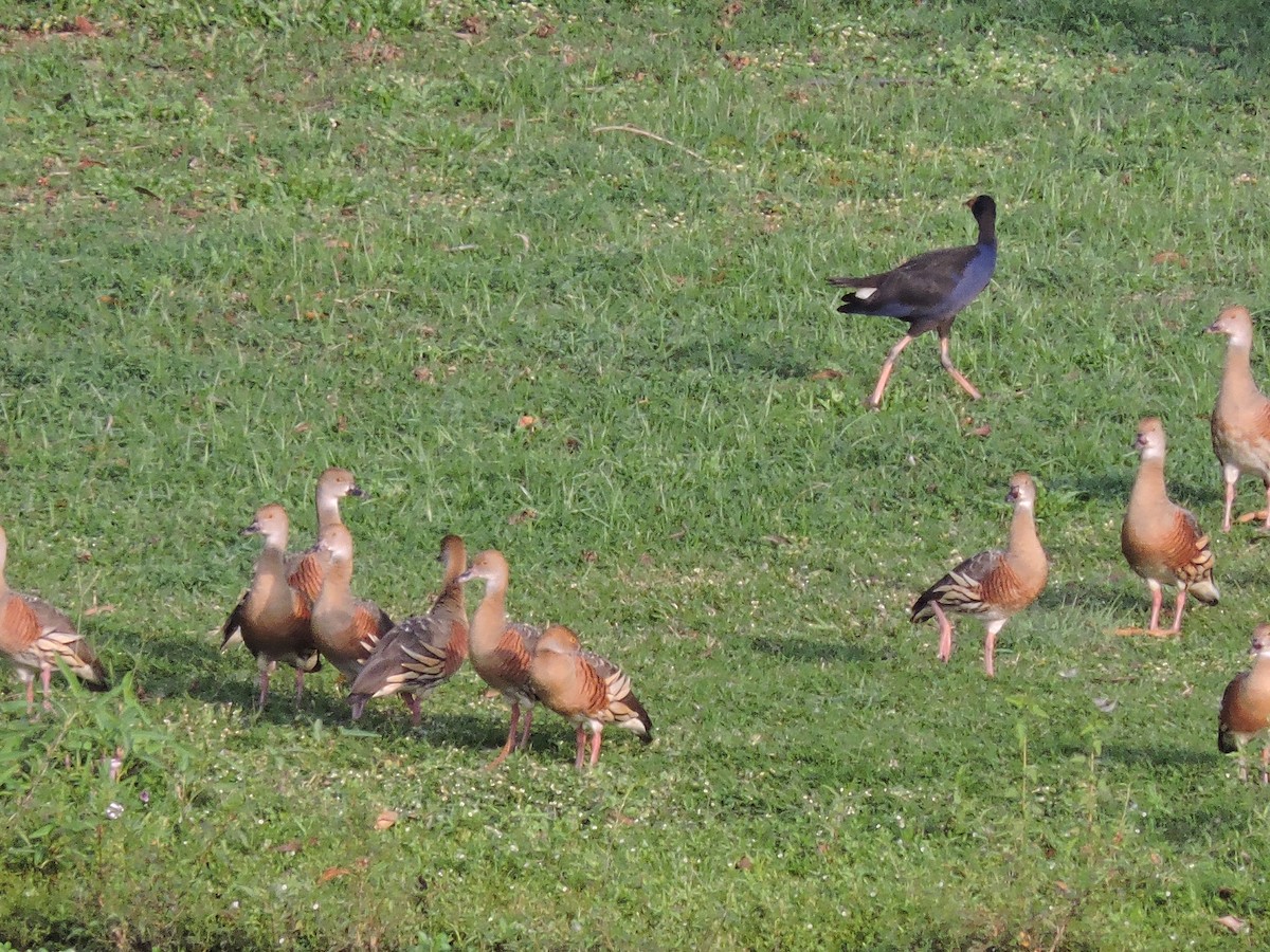 Plumed Whistling-Duck - ML123945431