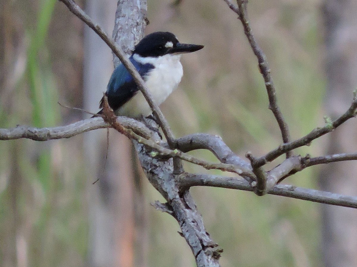 Forest Kingfisher - Ricki Ravitts