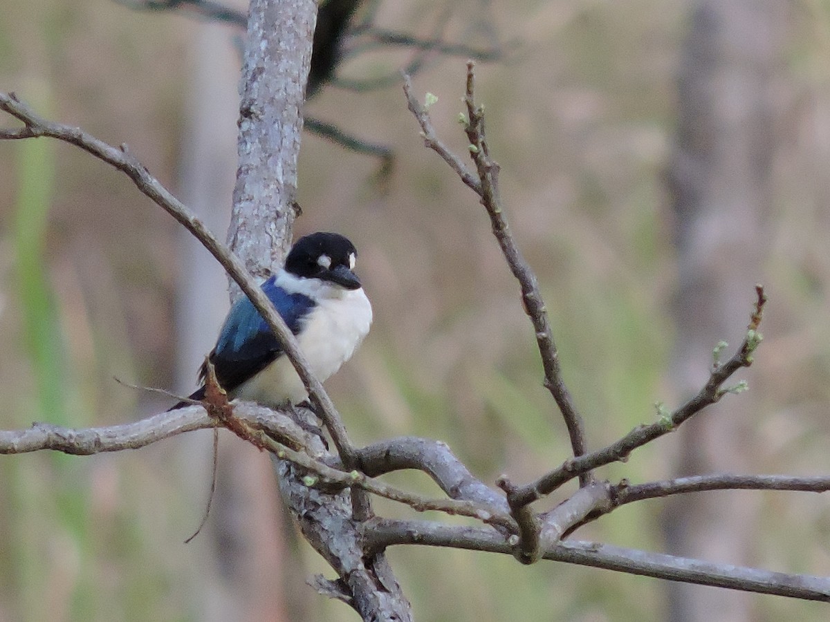 Forest Kingfisher - ML123945851