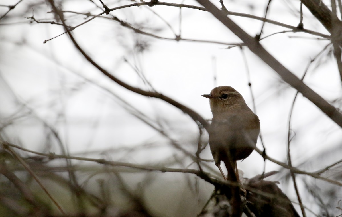 Winter Wren - ML123946261