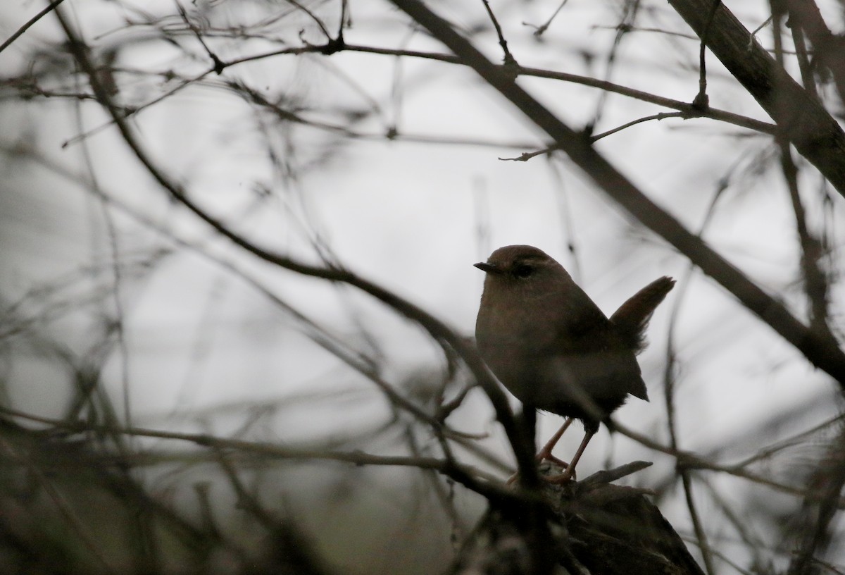 Winter Wren - ML123946281