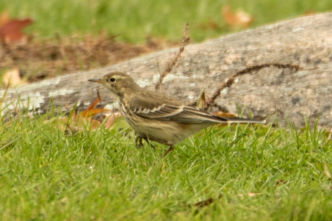 American Pipit - Sam Stuart