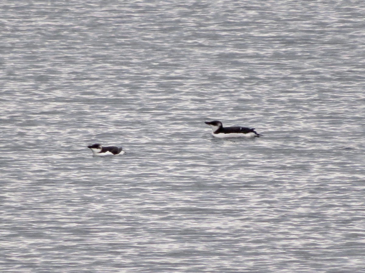 Razorbill - Deb Caron