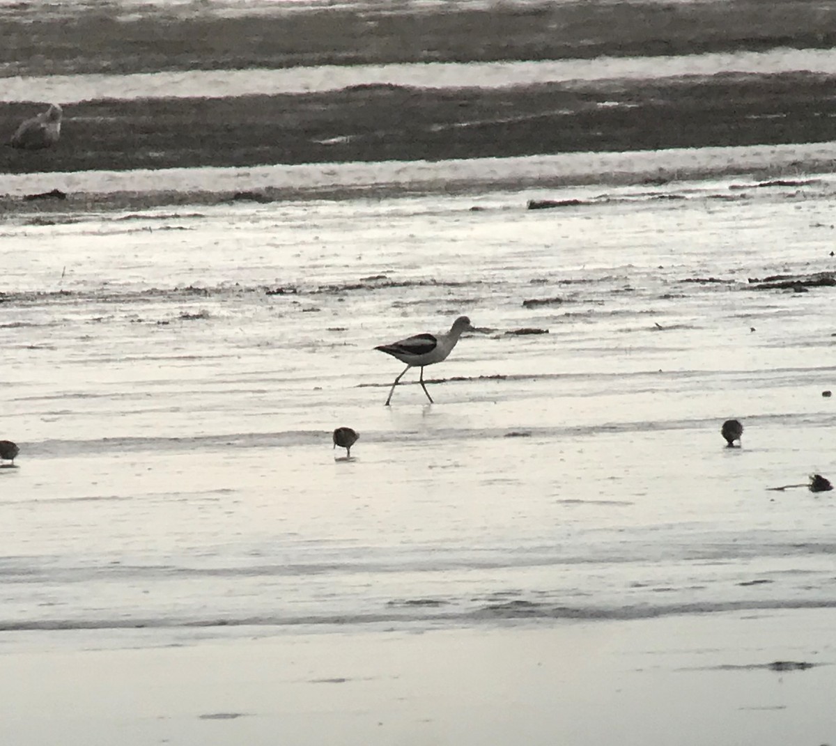 American Avocet - ML123948701