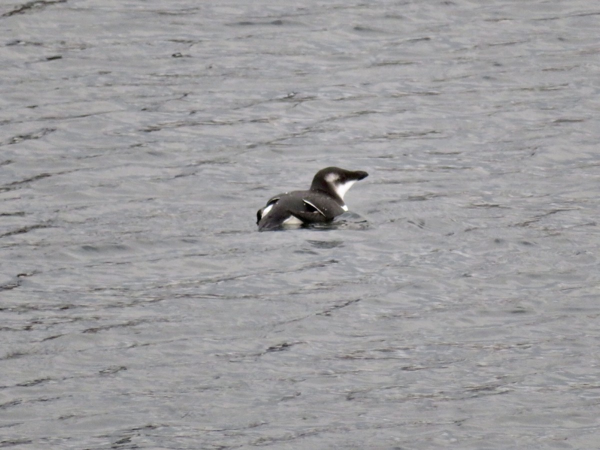 Razorbill - Deb Caron