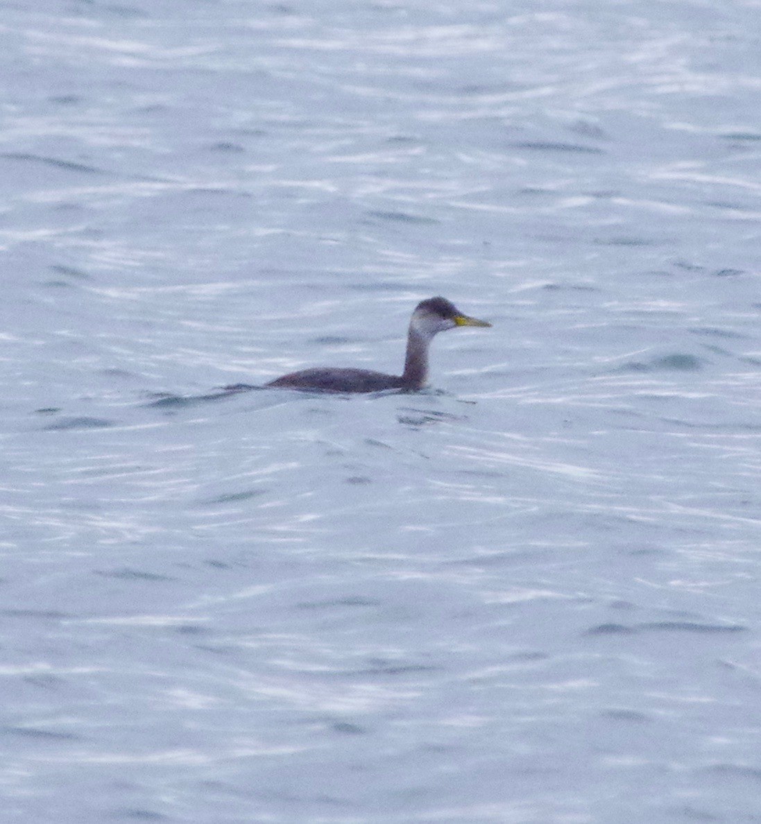 Red-necked Grebe - ML123950691