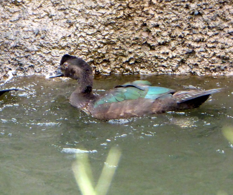 Muscovy Duck - Bill Fox