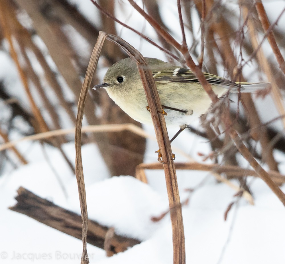 Ruby-crowned Kinglet - Jacques Bouvier