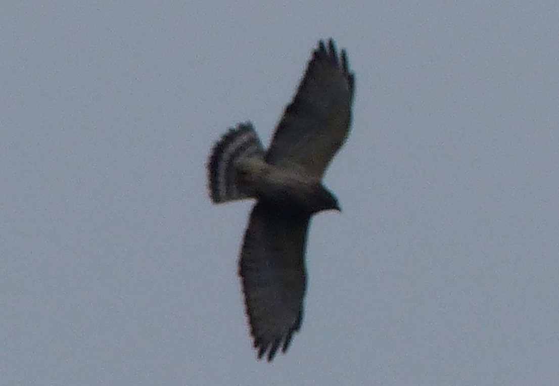 Broad-winged Hawk - ML123952221