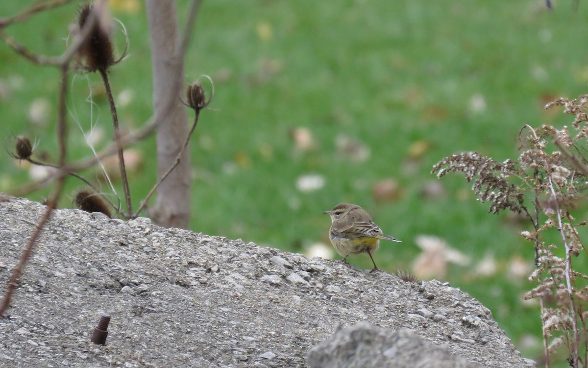 Palm Warbler (Western) - Eastern Ontario Birding