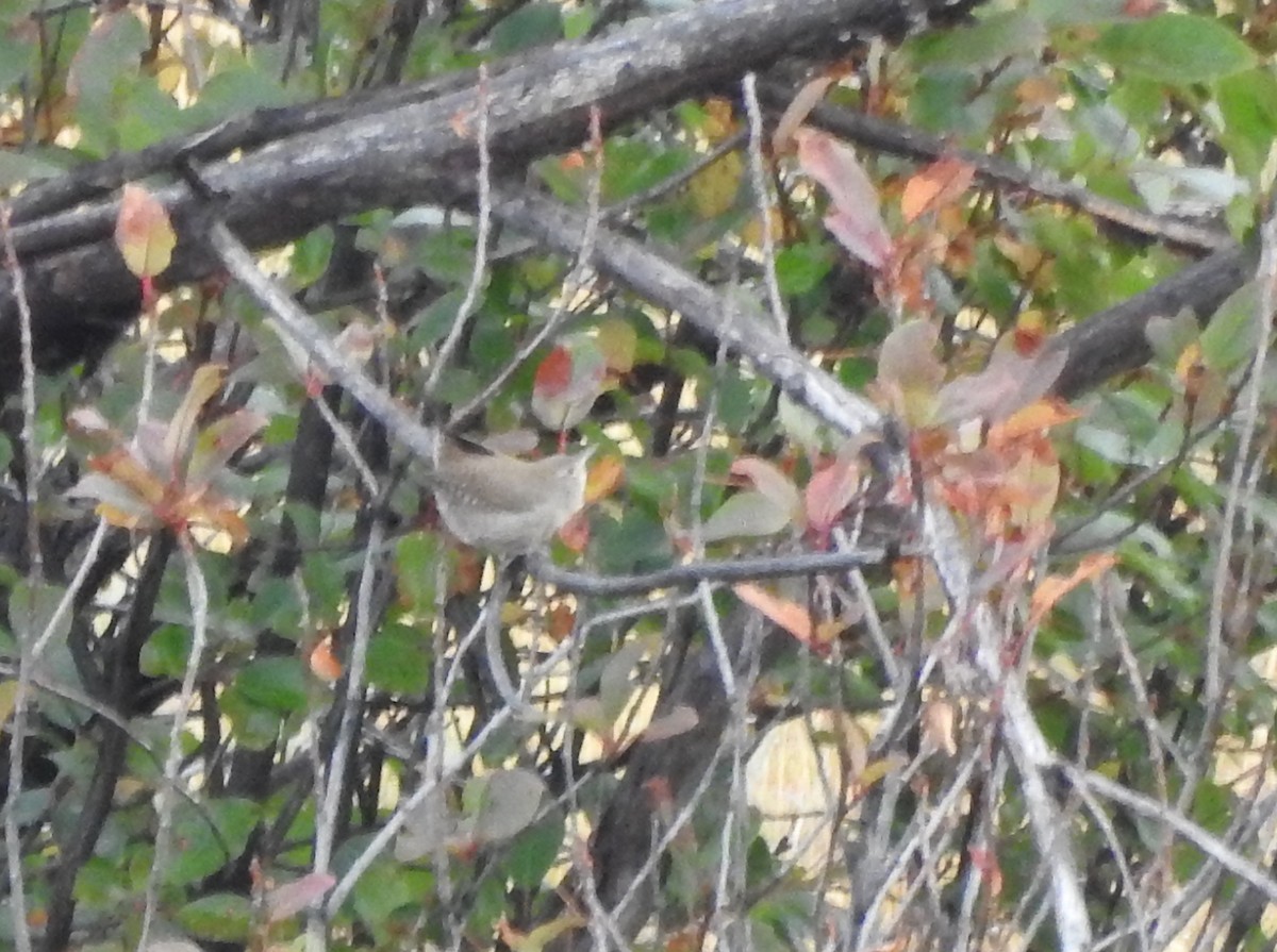 House Wren - ML123956321