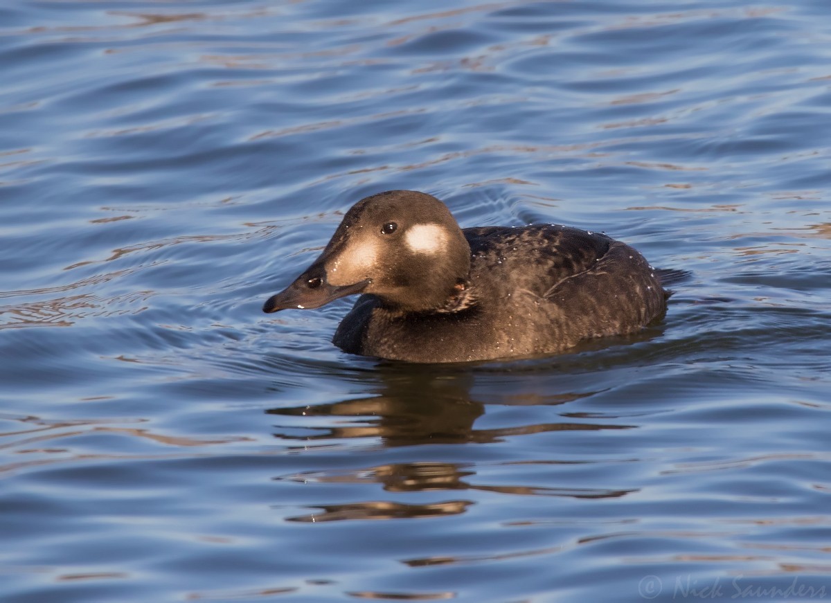 White-winged Scoter - ML123956711