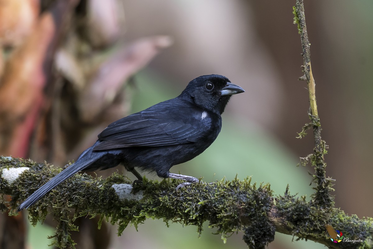 White-lined Tanager - Fernando Burgalin Sequeria
